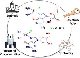 Synthesis, structural characterization, and cytotoxic evaluation of monofunctional cis-[Pt(NH3)2(N7-guanosine/2′-deoxyguanosine)X] (X = Cl, Br, I) complexes with anticancer potential†