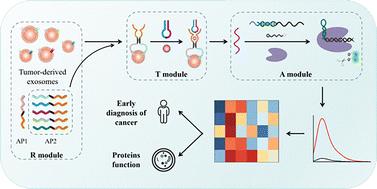 A universal and programmable platform for fluorescent detection and profiling of exosomes based on bispecific aptamer-programmed DNAzyme-switched CRISPR/Cas12a†