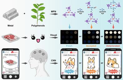Metal-polyphenol Multistage Competitive Coordination System for Colorimetric Monitoring Meat Freshness