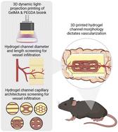 Guiding vascular infiltration through architected GelMA/PEGDA hydrogels: an in vivo study of channel diameter, length, and complexity†