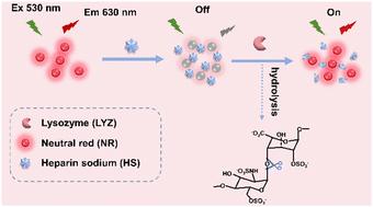 A novel fluorescent detection strategy for lysozyme in tears based on glycoside bond hydrolysis†