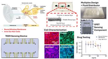 An integrative round window membrane/cochlear microphysiological system with sensing components for the study of real-time drug response†