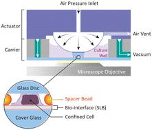 Microdevice for confinement of T-cells on functionalized bio-interfaces†