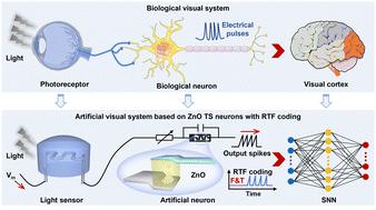 An artificial visual perception system based on ZnO threshold switching neurons with integrated rate and time-to-first-spike coding†