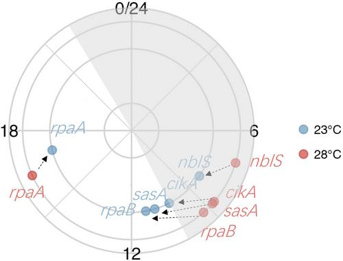 A novel mechanism explaining the temperature dependence of marine unicellular nitrogen-fixing cyanobacteria
