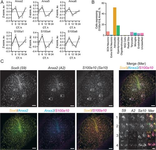 Multi-Omic Analysis Reveals Astrocytic Annexin-A2 as Critical for Network-Level Circadian Timekeeping in the Suprachiasmatic Nucleus