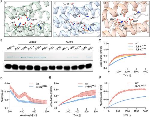 Unveiling Structural Heterogeneity and Evolutionary Adaptations of Heteromultimeric Bacterioferritin Nanocages