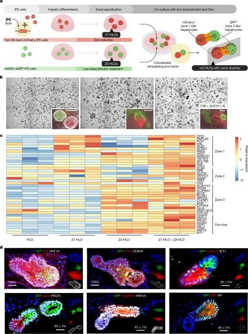 Multi-zonal liver organoids from human pluripotent stem cells