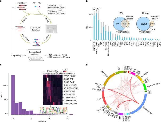 DNA-guided transcription factor interactions extend human gene regulatory code