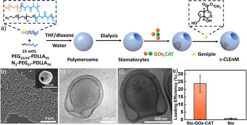 Fast and Autonomous Mannosylated Nanomotors for Dynamic Cancer Cell Targeting