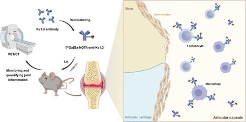 Detection of Voltage-Gated Potassium Channels 1.3 via Immuno-PET Visualizes Rheumatoid Arthritis