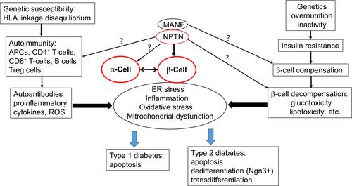 β-Cell dysfunction in diabetes: The role of neuroplastin