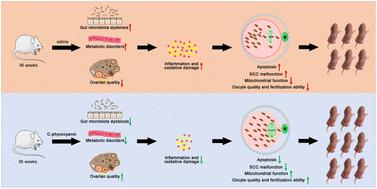 Multi-omics analysis reveals the attenuation effect of C-phycocyanin on aging-induced subfertility in female mice†