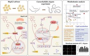 The natural dihydrochalcone phloretin reduces lipid accumulation via downregulation of IIS and sbp-1/SREBP pathways in HepG2 cells and Caenorhabditis elegans†
