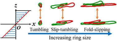 Effects of ring sizes on the dynamic behaviors of [2]catenane