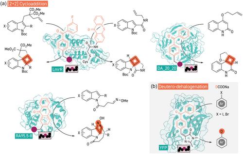 Designing Enzymatic Reactivity with an Expanded Palette