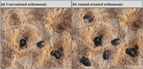 Counting animals in orthomosaics from aerial imagery: Challenges and future directions