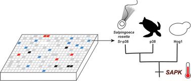 A stress-responsive p38 signaling axis in choanoflagellates†