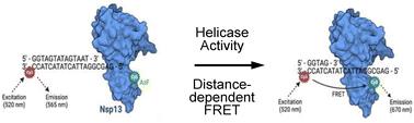 Monitoring SARS-CoV-2 Nsp13 helicase binding activity using expanded genetic code techniques†