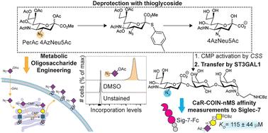 Synthesis of 4-azido sialic acid for testing against Siglec-7 and in metabolic oligosaccharide engineering†