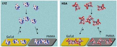 Protein monolayer formation: the combined role of the surface features and protein–protein interactions†