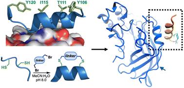 Design of a stapled peptide that binds to the Ebola virus matrix protein dimer interface†