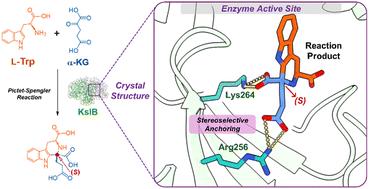 Structural and mechanistic insights into KslB, a bacterial Pictet–Spenglerase in kitasetaline biosynthesis†