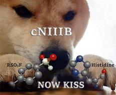 Proximity-induced SuFEx increases the potency of cytosolic nucleotidase inhibitors and reveals a rare example of covalently targeted histidine†