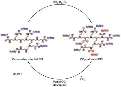 Incomplete CO2 Desorption Enhances O2 Stability of Solid Amine Carbon Capture Sorbents