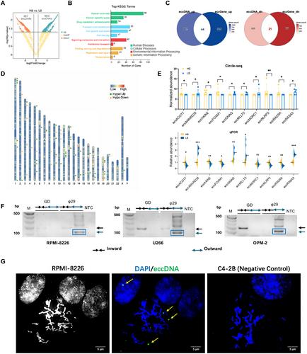 Enhancer Extrachromosomal Circular DNA ANKRD28 Elicits Drug Resistance via POU2F2-Mediated Transcriptional Network in Multiple Myeloma