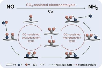 Mechanistic Insights into the CO2-Assisted NO Electrochemical Deoxygenation and Hydrogenation