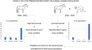 The comeback of a top predator and its effects on a population of feral horses