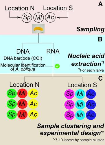 Transcriptional response in larvae of the generalist fruit fly Anastrepha obliqua feeding on three different tropical host plants