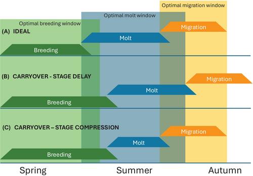 Timing mismatches, carryover effects, and the role of neuroendocrine mechanisms in determining birds' responses to environmental change