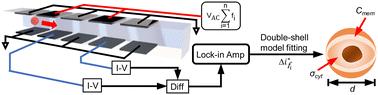 Single-cell impedance spectroscopy of nucleated cells†