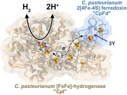 Probing the ferredoxin:hydrogenase electron transfer complex by infrared difference spectroscopy†