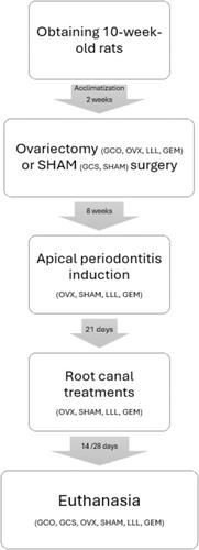Effects of ovariectomy-induced osteoporosis and two photobiomodulation protocols on the repair of apical periodontitis in Wistar rats: A microCT study