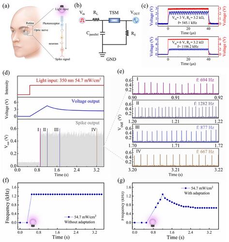 Bioinspired Adaptive Neuron Enabled by Self-powered Optoelectronic Memristor and Threshold Switching Memory for Neuromorphic Visual System