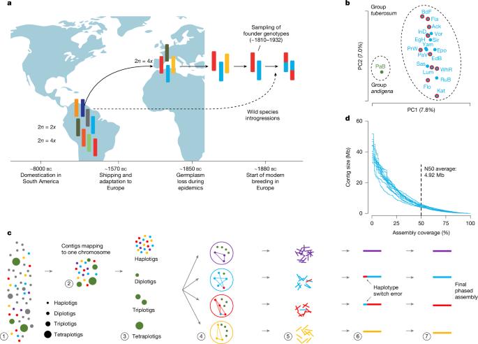 The phased pan-genome of tetraploid European potato
