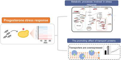 Transcriptomic studies on the product stress response revealed that YCF1 is a beneficial factor for progesterone production in Yarrowia lipolytica
