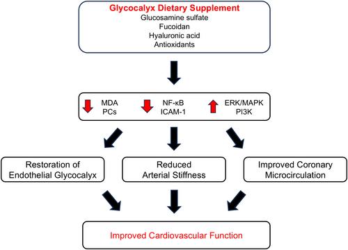 Effects of 4-month treatment with glycocalyx dietary supplement on endothelial glycocalyx and vascular function after COVID-19 infection