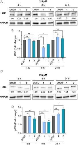 Development of C646-Based Proteolysis Targeting Chimeras Degraders of the Lysine Acetyltransferases CBP and p300