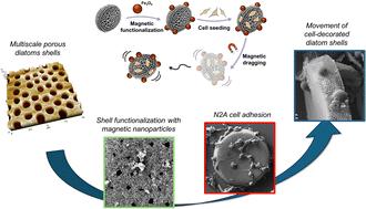 Magnetic diatom shells: nature's blueprint for cellular transport†