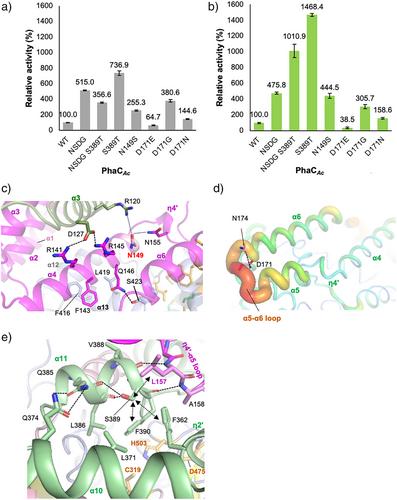 Structures of Polyhydroxyalkanoate Synthase PhaC from Aeromonas caviae, Producing Biodegradable Plastics