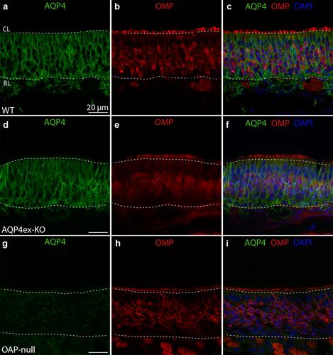 The Aquaporin-4 Expression and Localization in the Olfactory Epithelium Modulate the Odorant-Evoked Responses and Olfactory-Driven Behavior