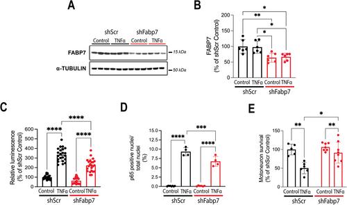 FABP7 Expression Modulates the Response of Astrocytes to Induced Endotoxemia