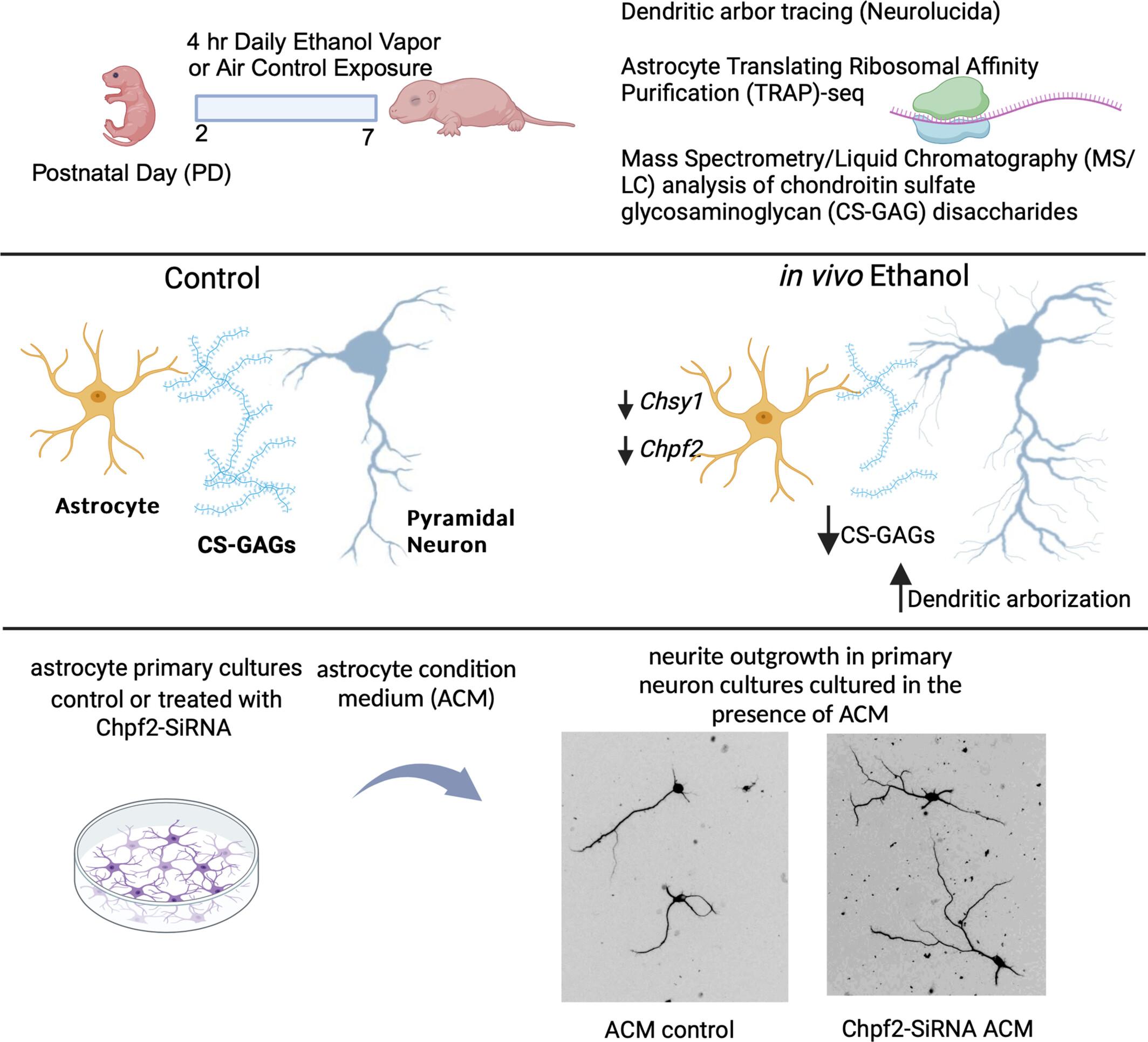 Astrocyte Extracellular Matrix Modulates Neuronal Dendritic Development