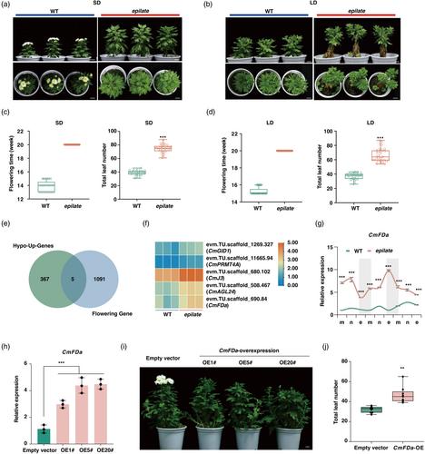 CmFDa-mediated epigenetic regulation of flowering in chrysanthemum - Book学术