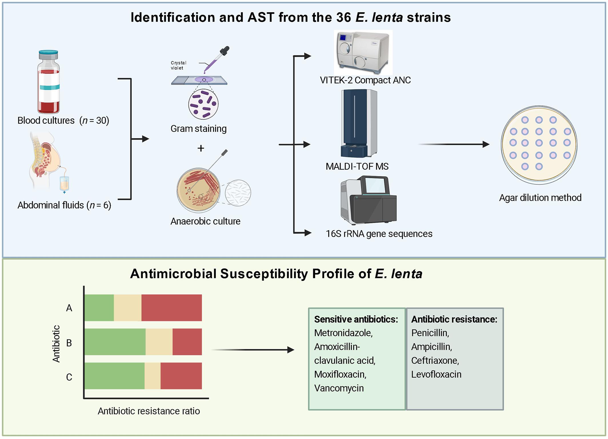 Antimicrobial Susceptibility Profile of Eggerthella lenta Isolated From Bloodstream and Abdominal Fluid Infections