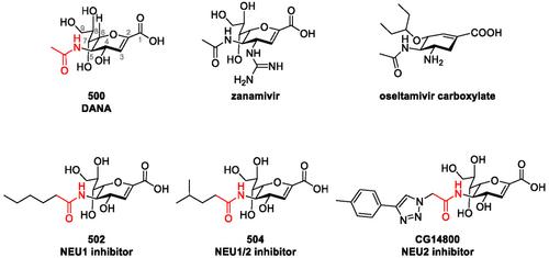 Improved C5-Amide Bioisosteres for Human Neuraminidase 1 Inhibitors Based on 2-Deoxy-2,3-Didehydro-N-Acetyl Neuraminic Acid